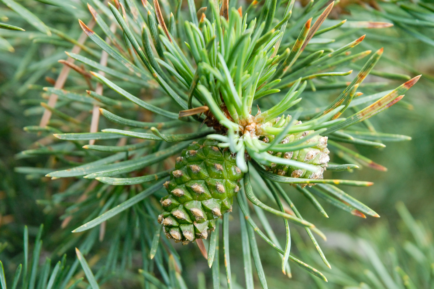 Albyn Prostrate Scotch Pine